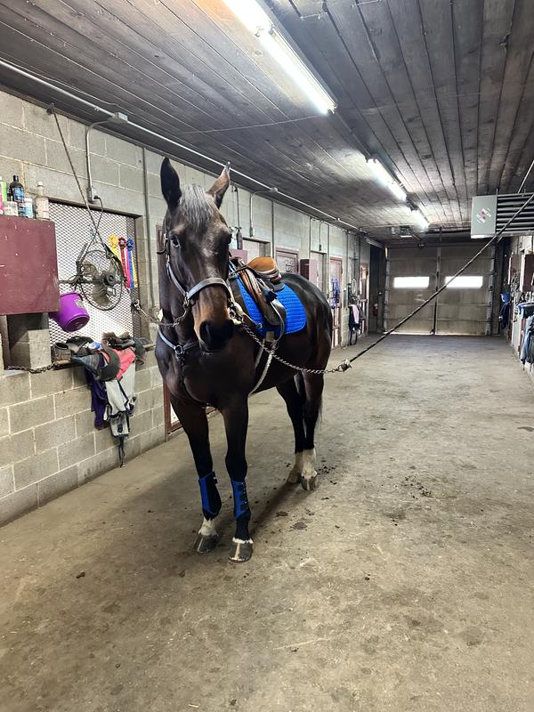 Tacking up this morning…. He is 18 hands and 4 yrs