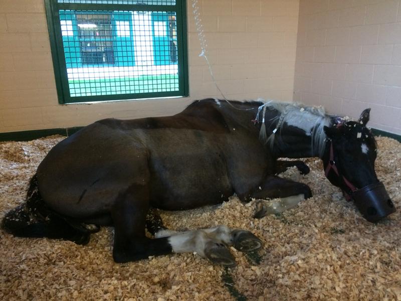 My gelding in ICU at the University with nasal tube.