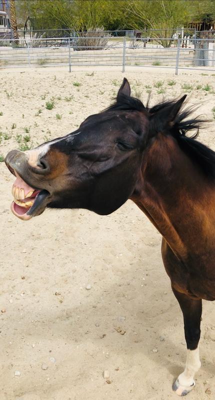 Happy on garlic flakes!