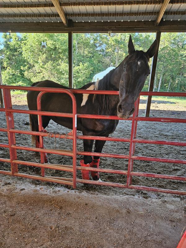 My 27yr. old gelding!