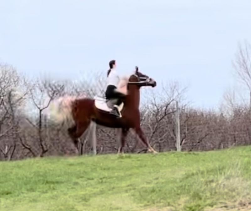 A week ago I couldn’t even canter her without this