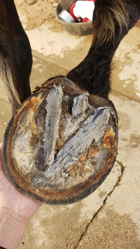 Initial application of Hoof Mud.