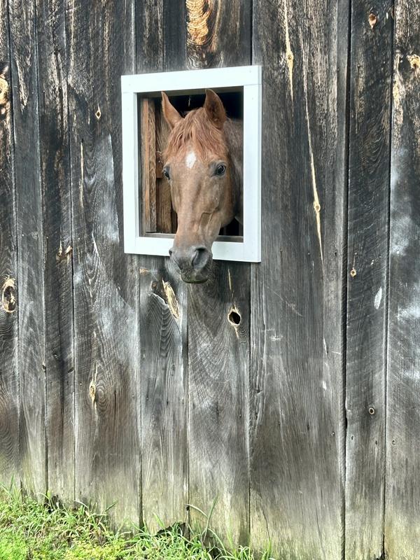 Cough Free Horse