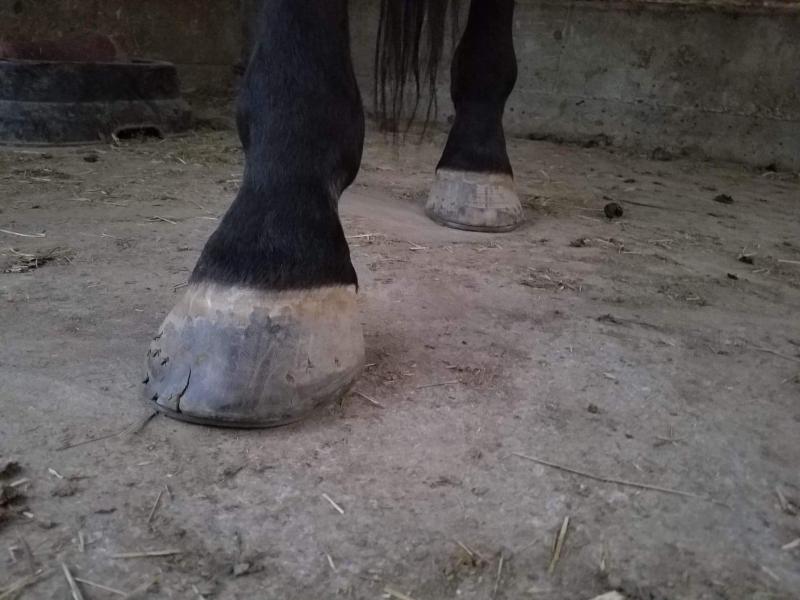 Hind feet 2018: first day on SmartHoof