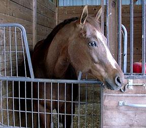 My sweet Jack - "Impowered for Time" AQHA gelding - now 23 years old.