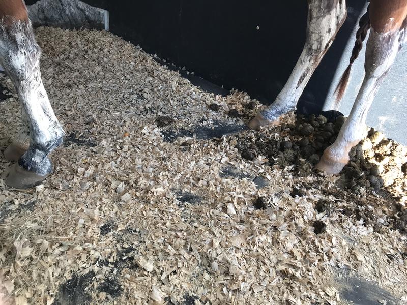 Poultice on her legs :)