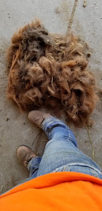 Shedding hair removed by the Hands on Grooming Glove ONLY