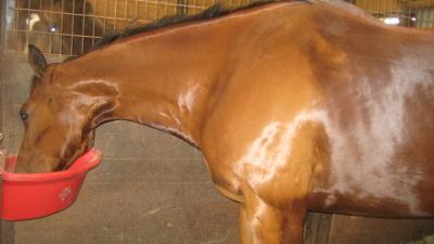 Kramer enjoying his Hilton Herbs garlic flakes