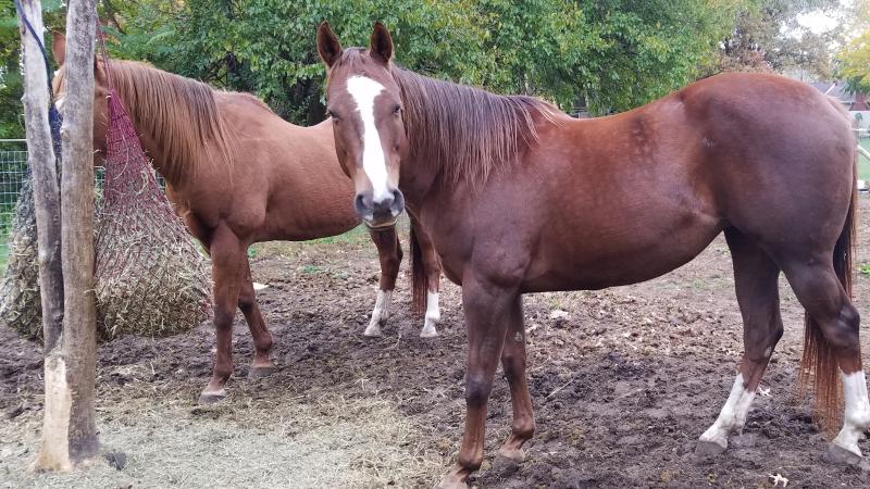Temptuious Tease and Valkyrie Rose the wood nibblers. You can see the recent chewing on the base of the tree after I stopped Quitt. I highly recommend this product. It works!