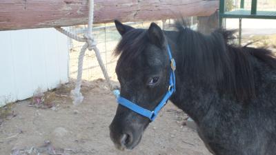 Eagle, Appaloosa Miniature