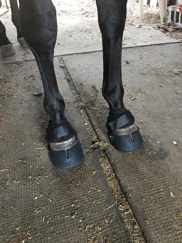 Mr Mac wearing SoftGlove Size 2.