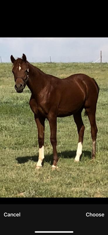 Nikki at Talmar Arabians.  AHA  Zympony