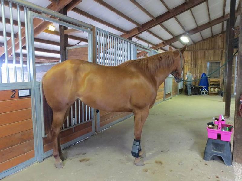 Six months later, with proper feed management and high dose vitamin E (10,000IU) she passed her next neurological exam.