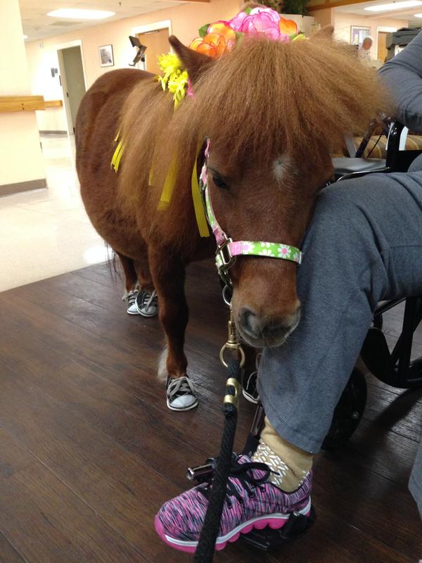 Brandy the therapy mini at work.