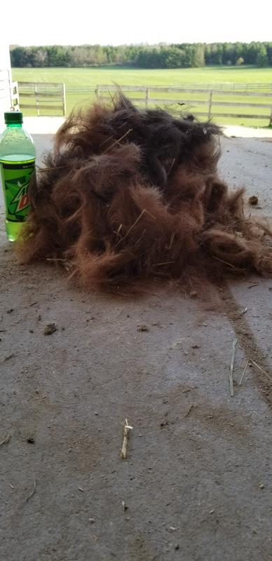 Arm bits/chin/back of ears/legs/and whole body! Hair removed! Used Grooming Gloves ONLY