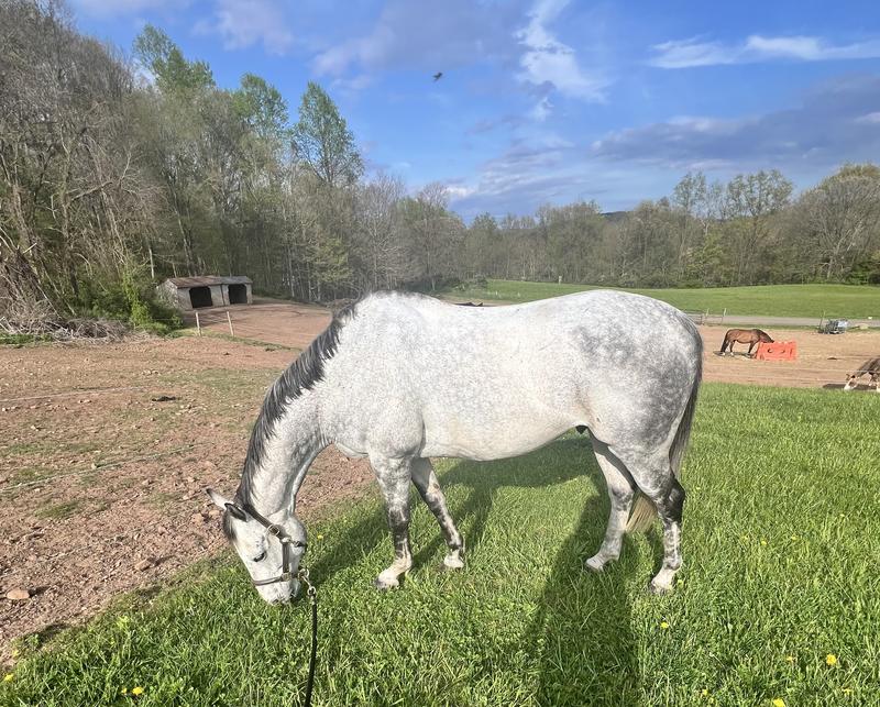 The grey boy himself