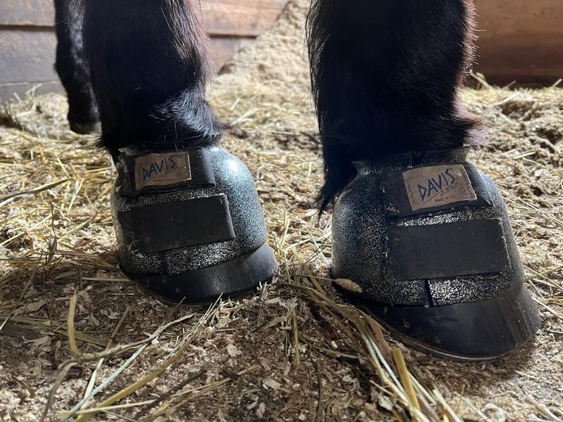 A good option for everyday turnout!