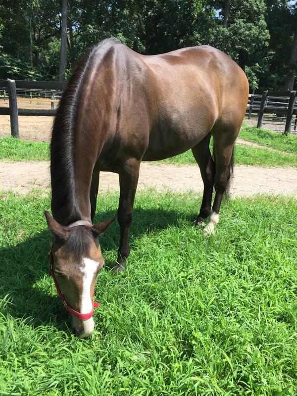 Results after my horse dried up from his wash and Vetrolin Shine