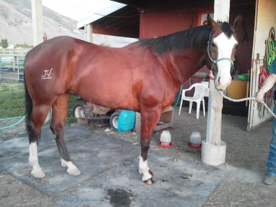 JAV Maximum Chrome (George)