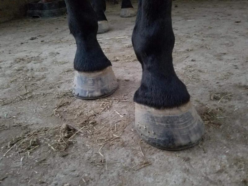 Front feet 2018: first day of feeding SmartHoof Pellets
