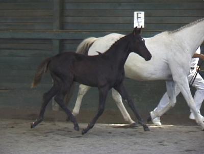 Both mare and foal had one coat black polish applied day before