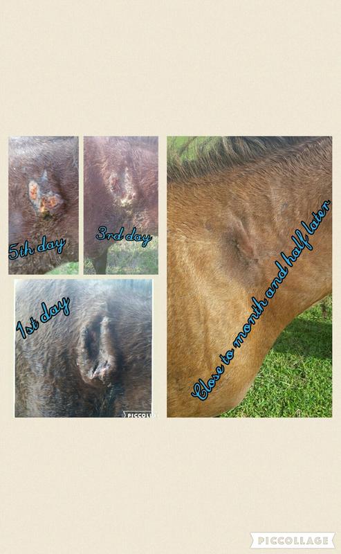 Pictures before, during, and after!