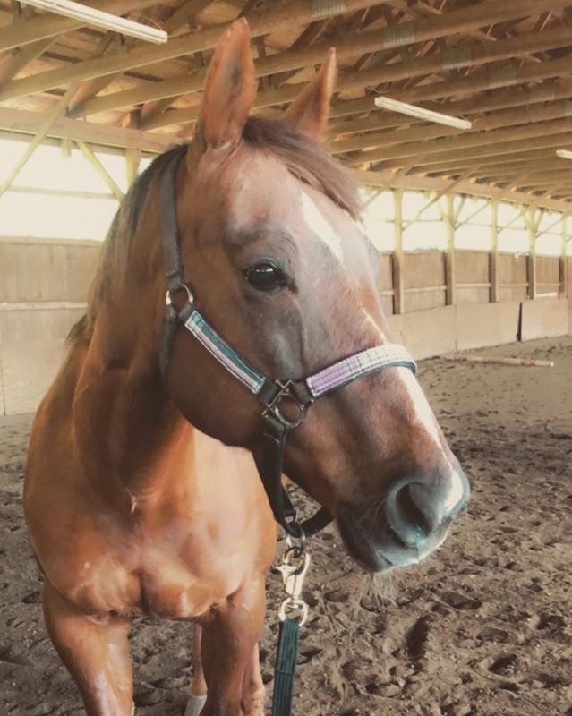My 18 year old Quarter horse mare Zip Bama.