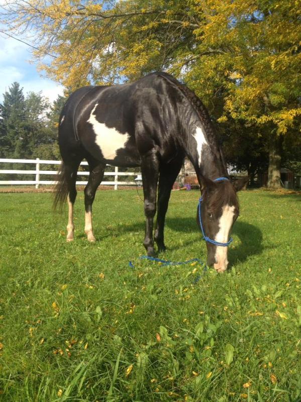 Patriot after a bath
