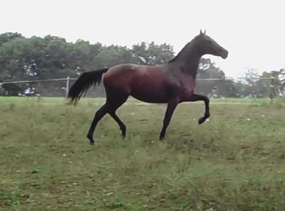 2 yr old filly by Landonn I (HOL)