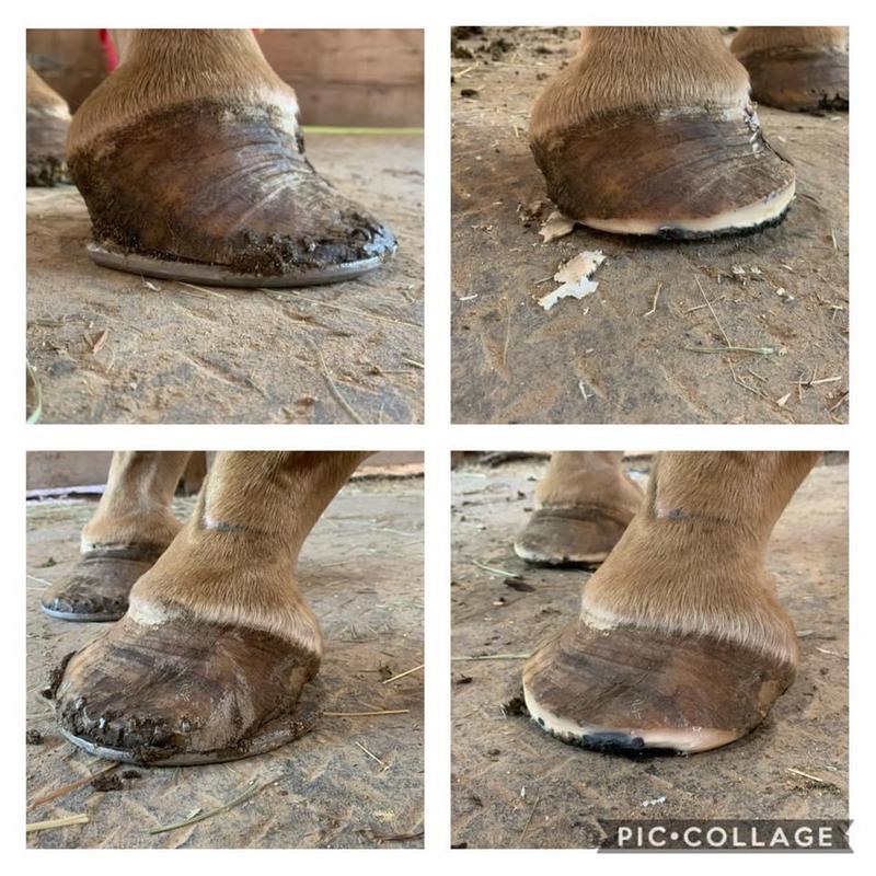 Before and after trims.. now she's in clouds