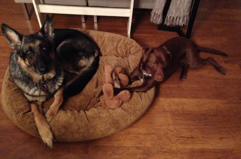 Also enjoying the Microvelvet Square Bolster Bed...Best Bed Purchase EVER