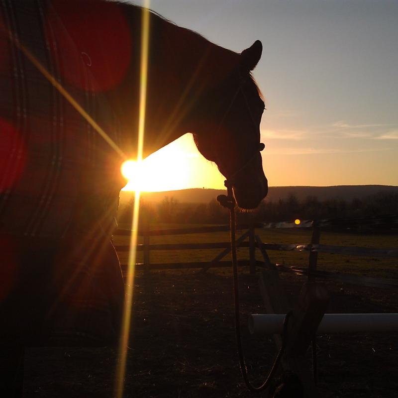 Finn watching the sunset