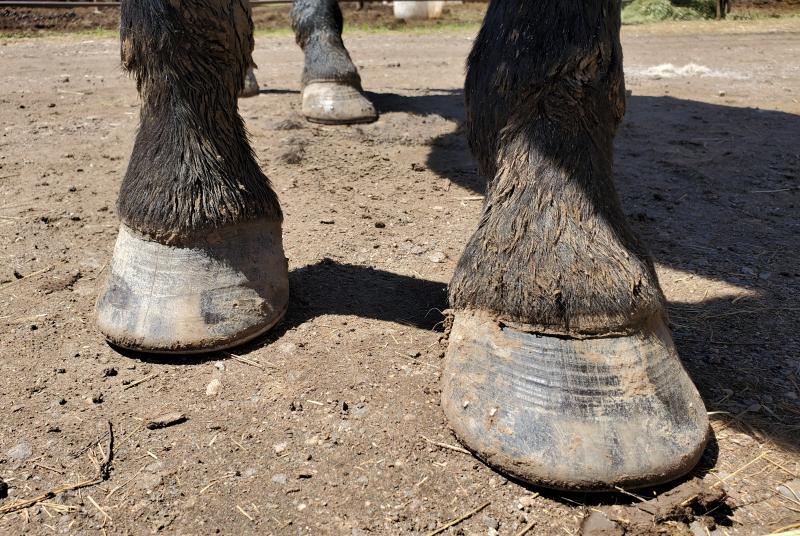 Front feet now in 2019 (cleaned off as best as I could in the peak of mud season)