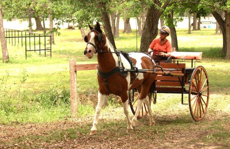 Healthy horse doing his job and enjoying success.