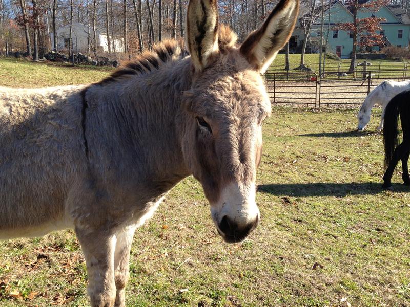 My special burro!