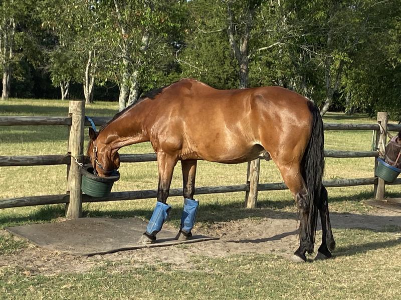 Emmett after 4 days no grooming