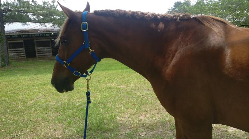 1st horse show in 8 years!