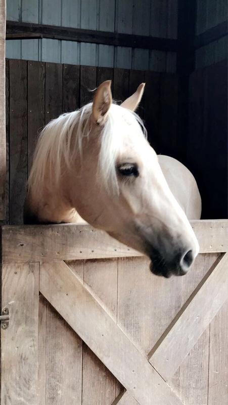 3 year old on Smartpak pellets for soft tissue