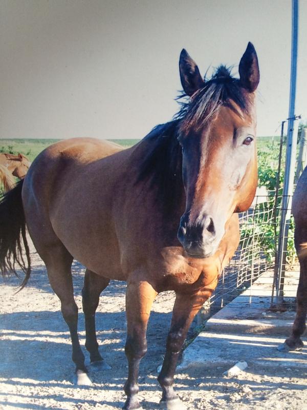 My horse that take work for neuro-psychologist at University of Iowa hospital