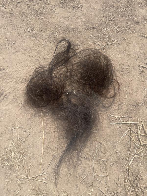 All the hair that came out. He don’t even lose a quarter of this amount of hair in 2 weeks due to shedding.