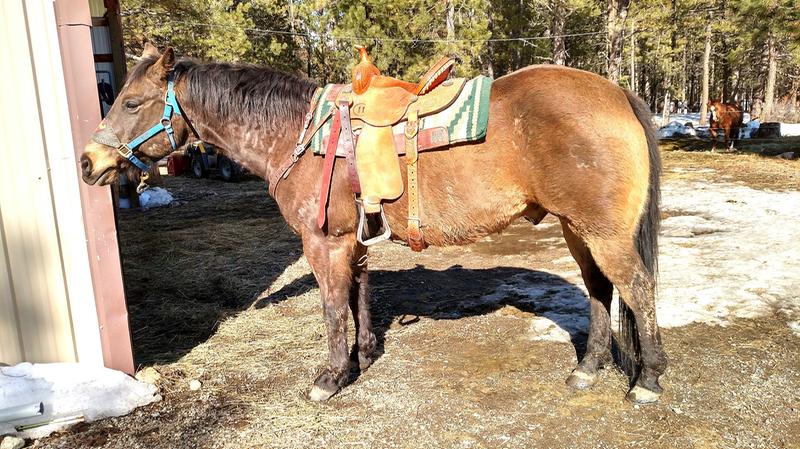 Bodie at the end of the winter