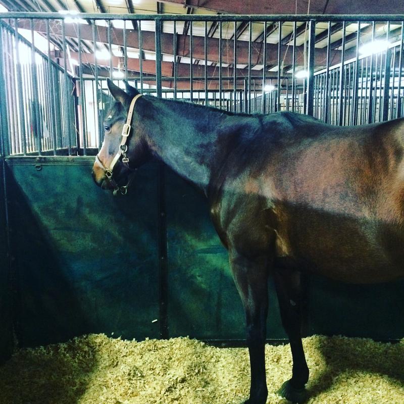 Gracie Lou at her first horse show