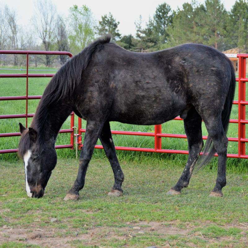 Rocko now in May of 2019