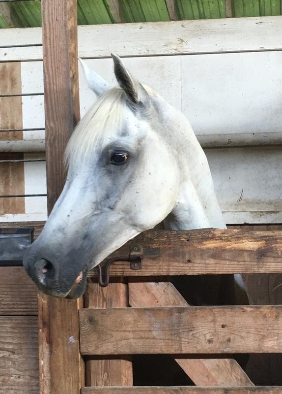 My gorgeous horse, Zak!