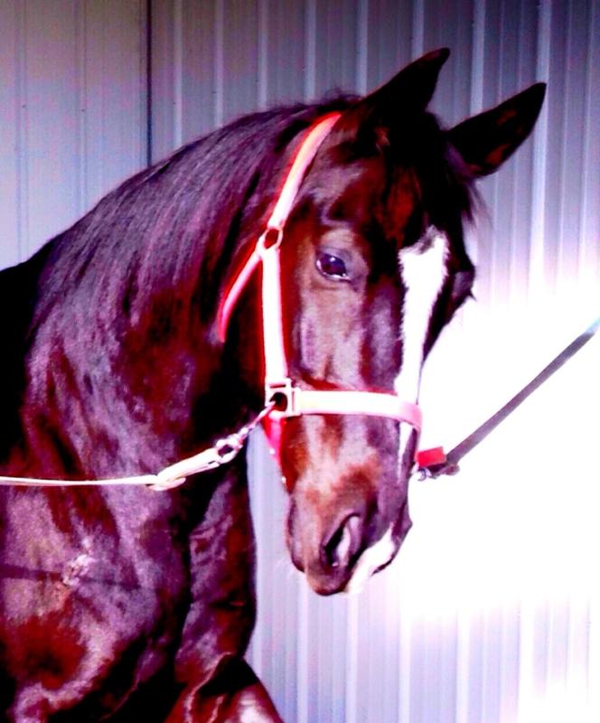 Rae Rae -- Tennessee Walking Horse
