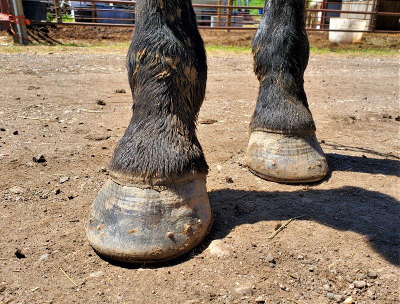Hind feet now in 2019 in the peak of mud season