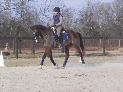 Hungarian Jaszbereny 19 year old Hungarian Horse