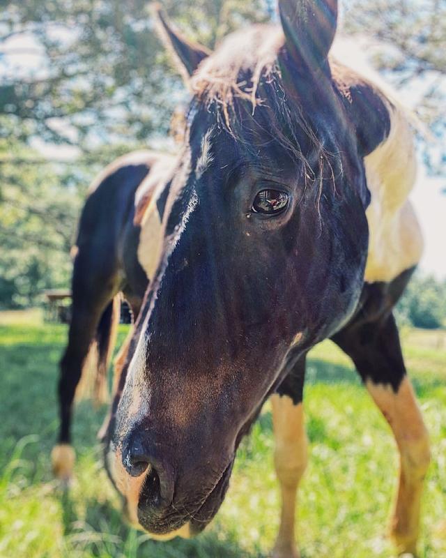 Levi is sound thanks to smartpaks