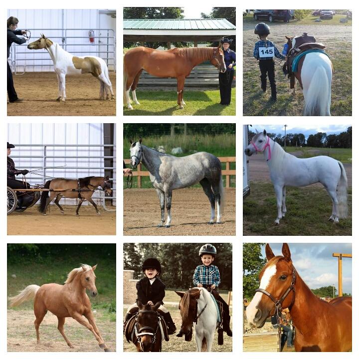 Dreaming Colors Farm