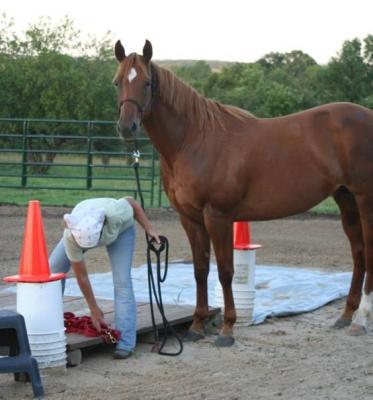 Aspen focusing on my training.